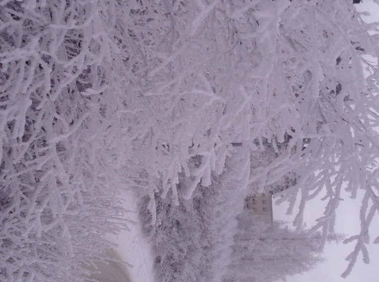 frost träd Umeå