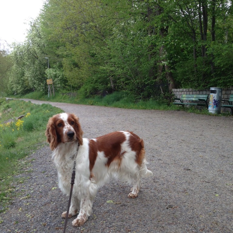 Welsh springer spaniel strandpromenaden umeå