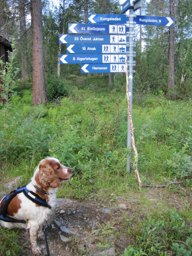kungsleden Ammarnäs Hemavan