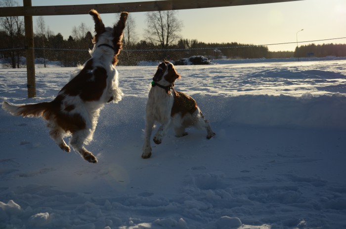welsh springer spaniel