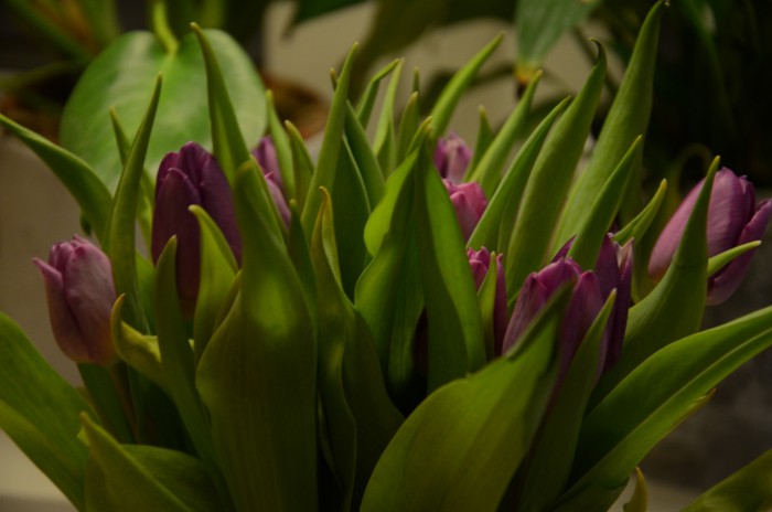 tulpaner lila närbild