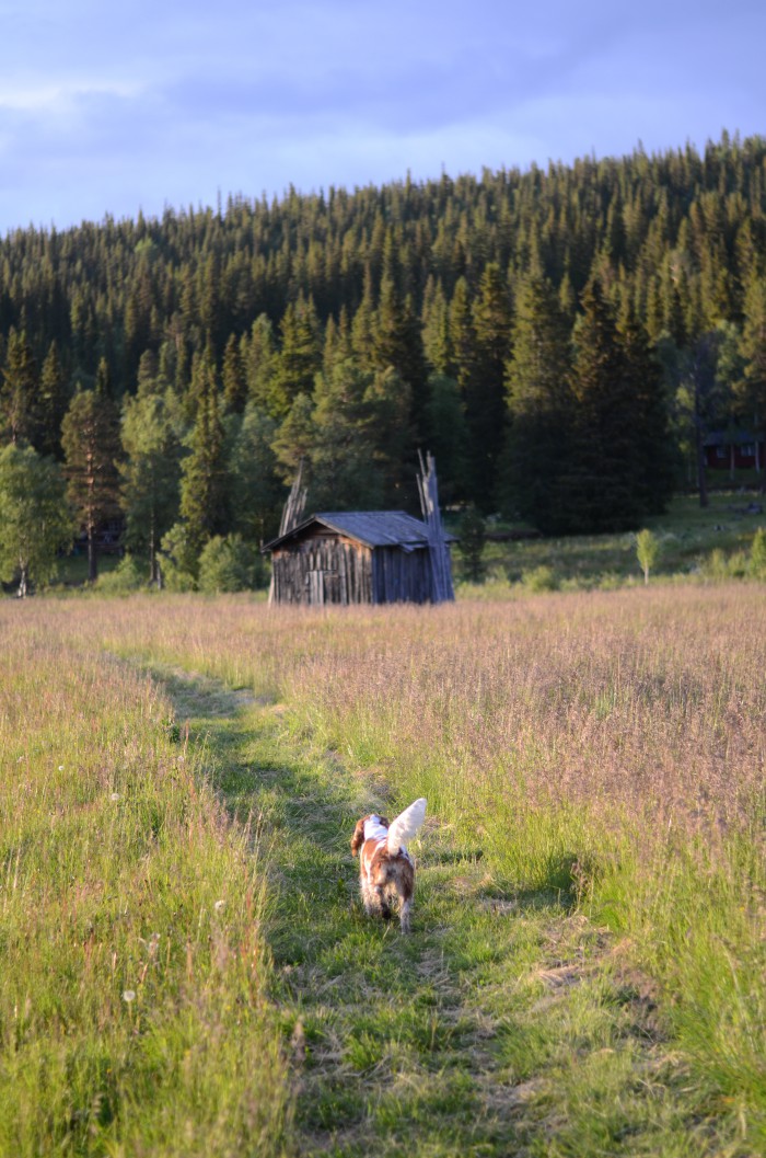Ammarnäs sommar kvällssol