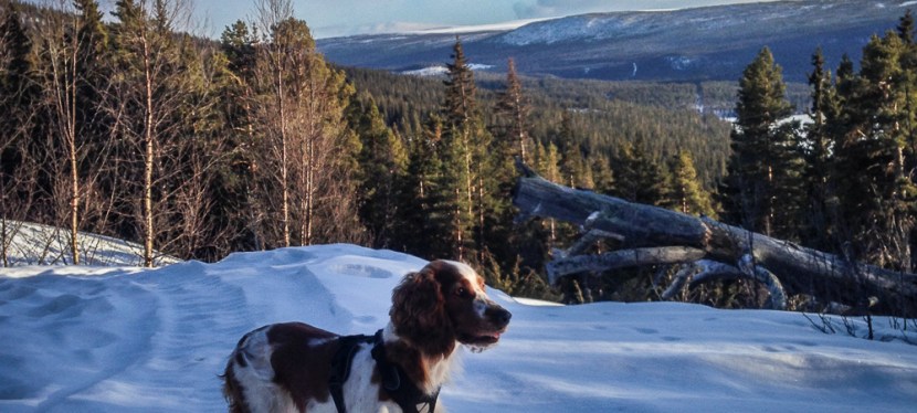 Vinterns bästa löprunda – skoterspår till&nbsp;Örnbo