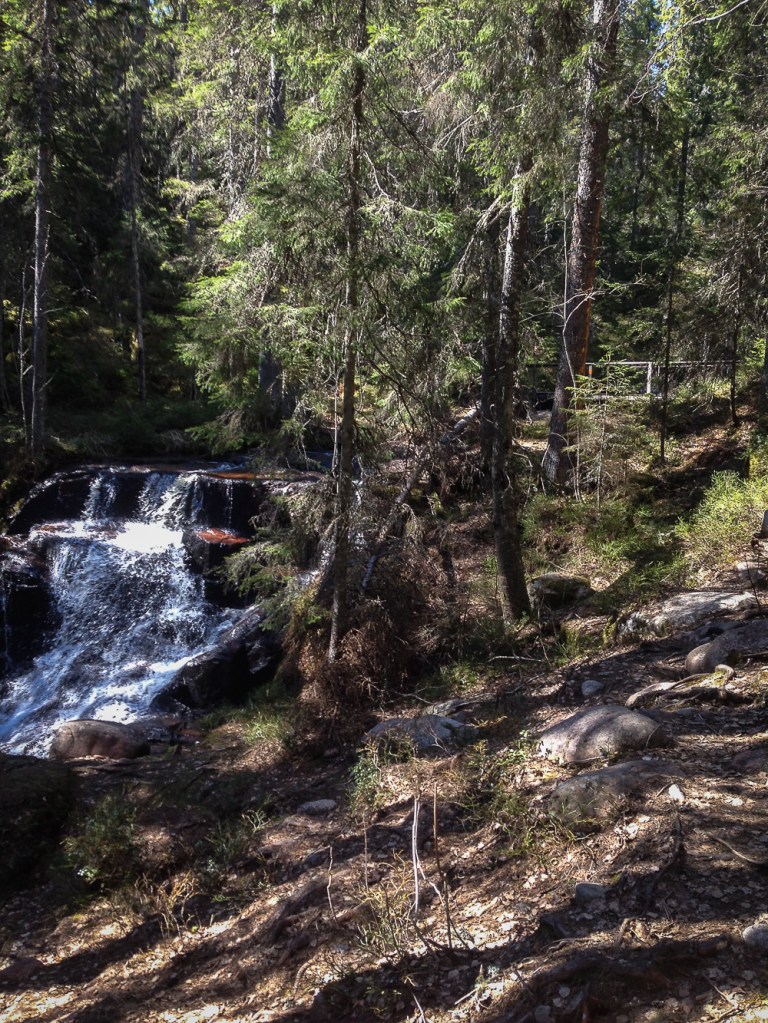 Trailrunning skuleskogen höga kusten (10)