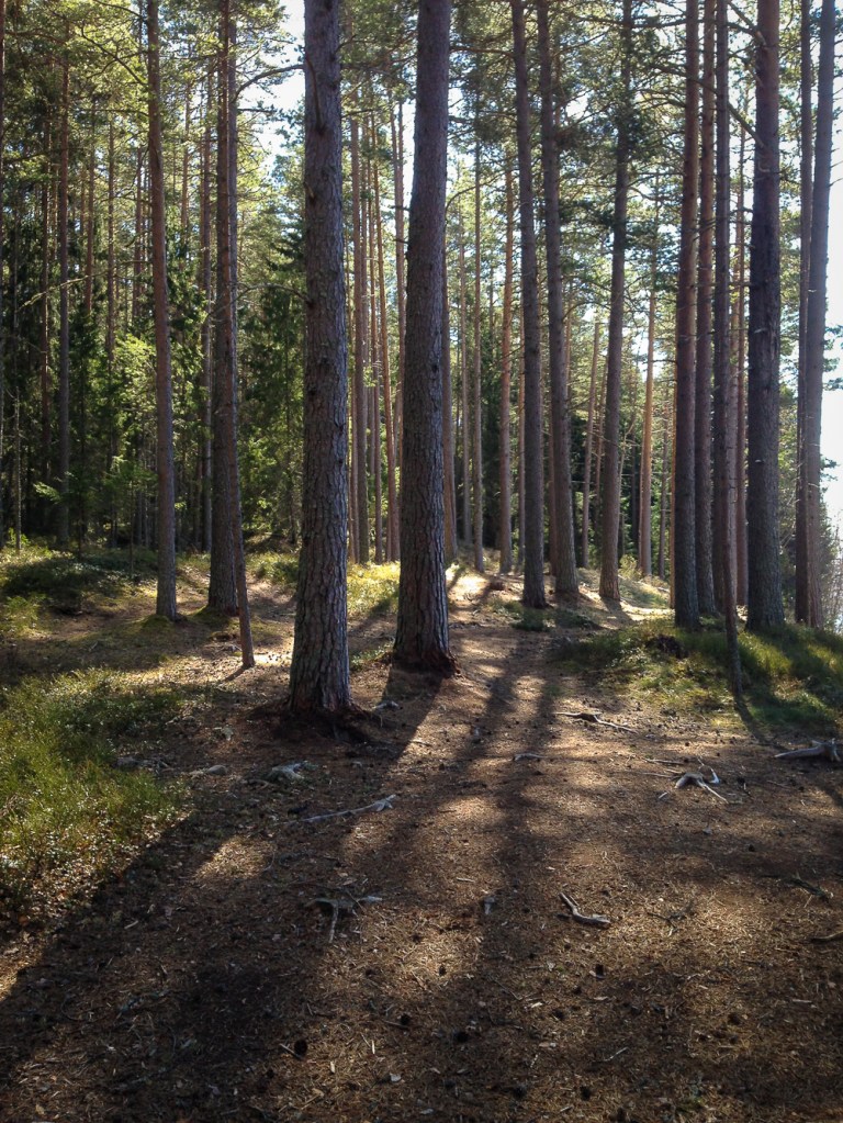 Trailrunning skuleskogen höga kusten (8)