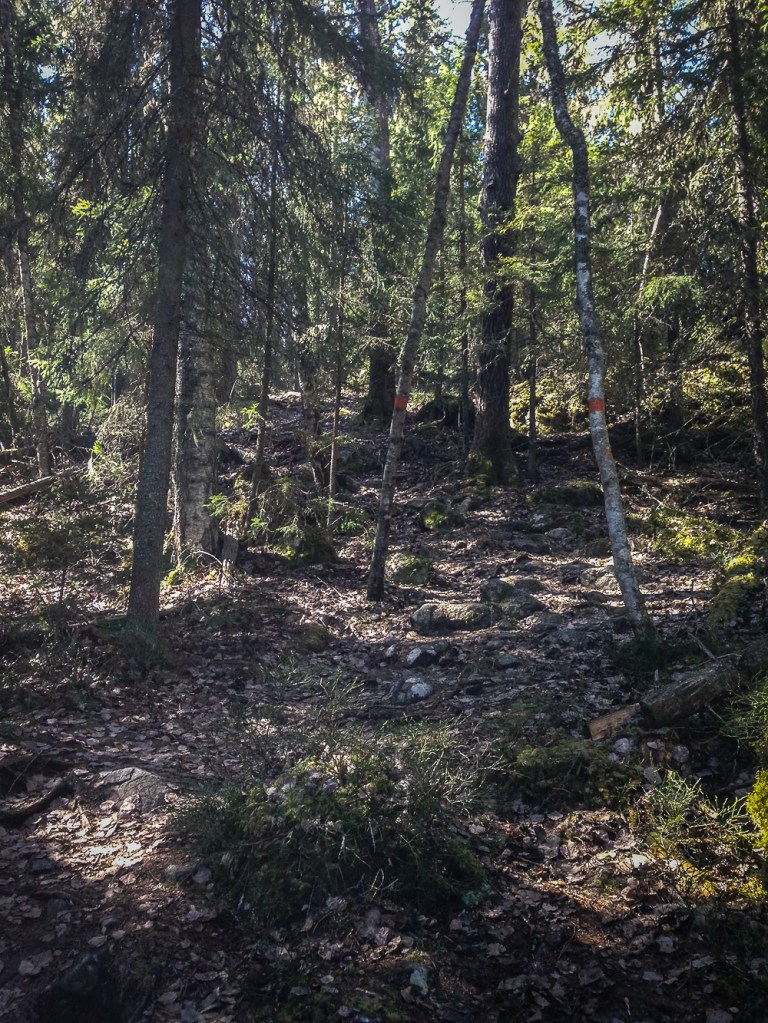 Trailrunning skuleskogen höga kusten (9)