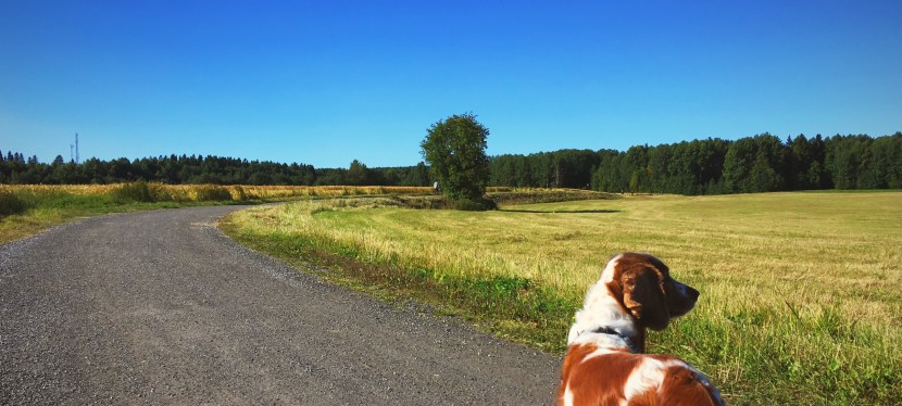 Iksu, sensommarvärme och white guide – v. 35&nbsp;2017