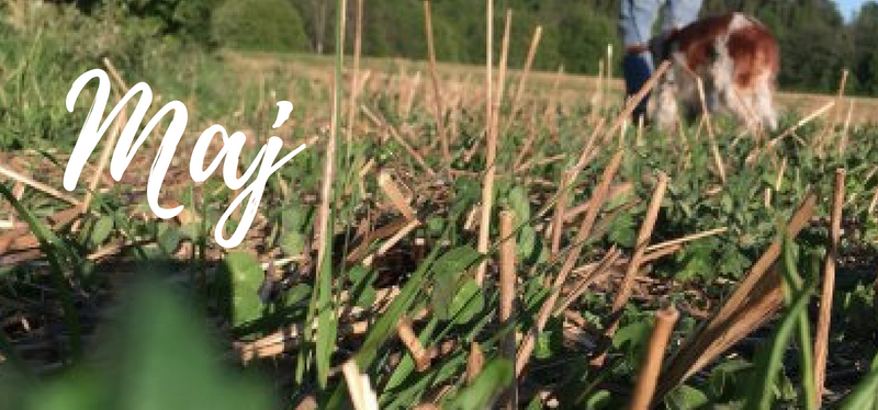 Månadens lista – maj&nbsp;2018